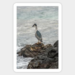 Black-crowned night heron of hawaii 7 Sticker